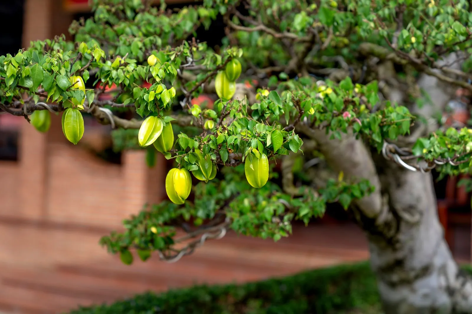Choosing Fruit Trees for Minneapolis Gardens